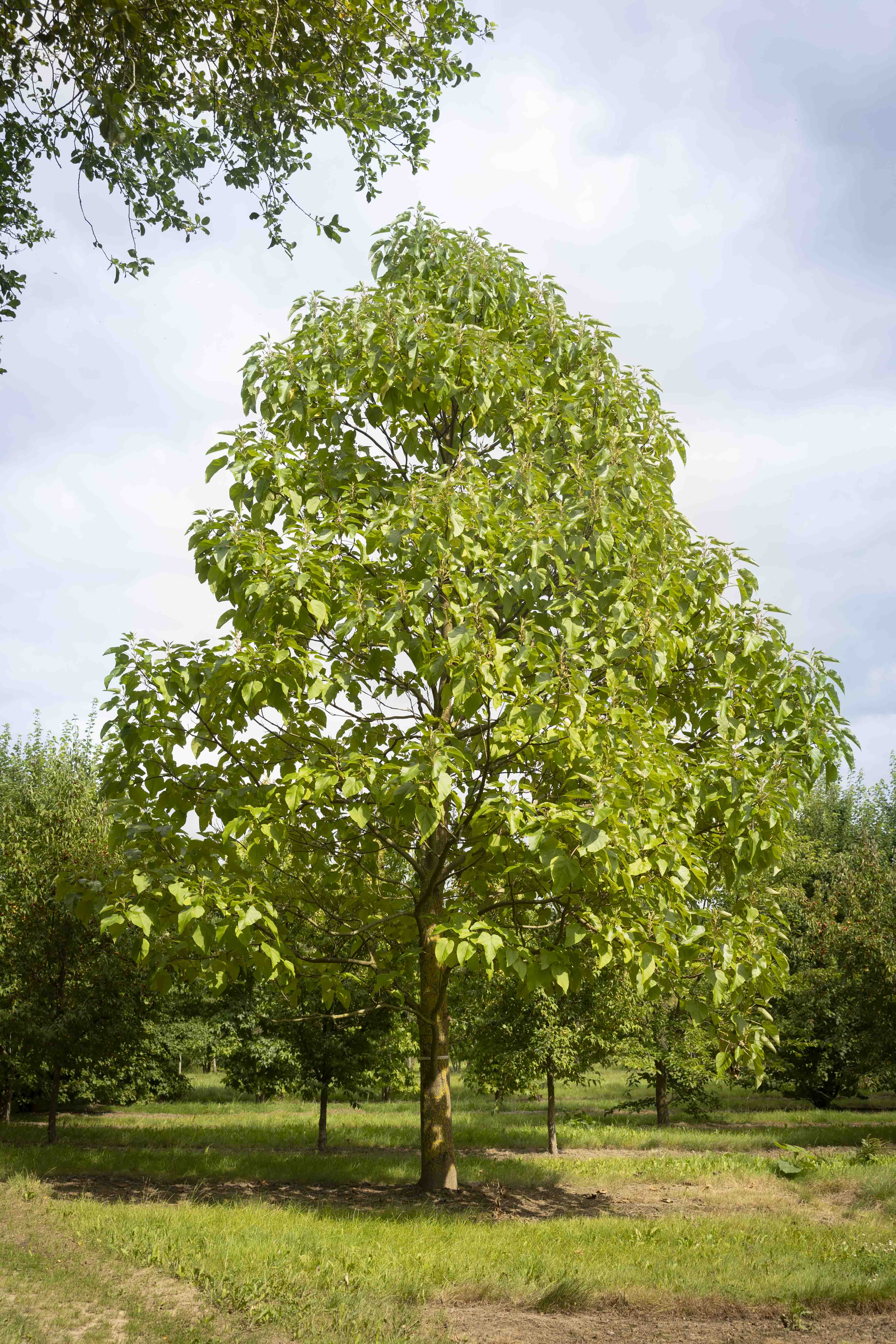 Paulownia tomentosa Unikat